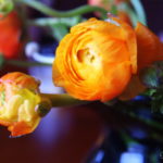 For the Love of Ranunculus
